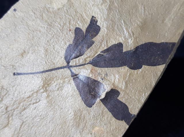 Cardiospermum coloradensis (KNOWLTON 1923) - Bild © FossNet FossilienStore